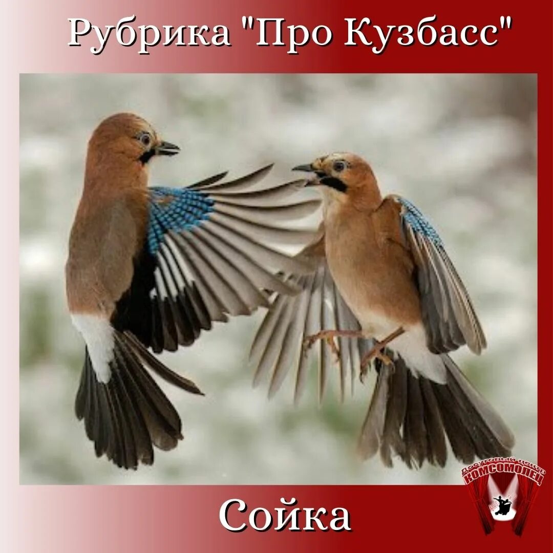 Сойкин день картинки. Сойкин день. день сойки. 11 декабря день сойкин день. сойкин день (народный праздник)..