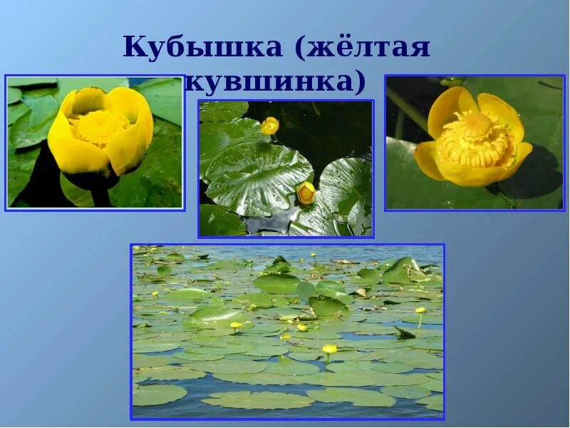 Укажите растения водоемов. Кувшинка желтая кубышка. Пресный водоем кубышка. Растения водоемов 4 класс. Сообщение про кубышку желтую.