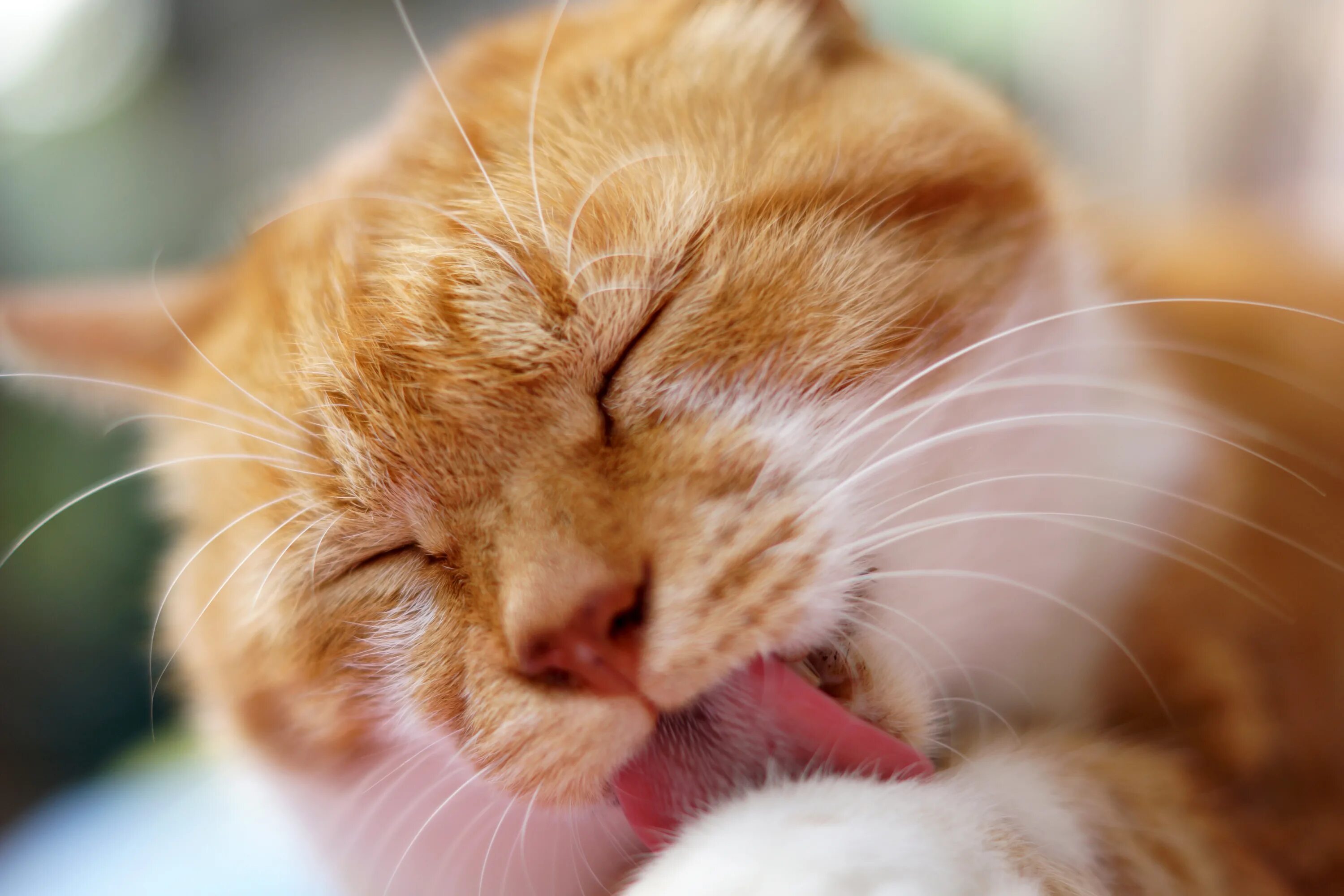 Кошка зализывает рану. Кошка вылизывается. котенок облизывается. кот облизывает лапу.