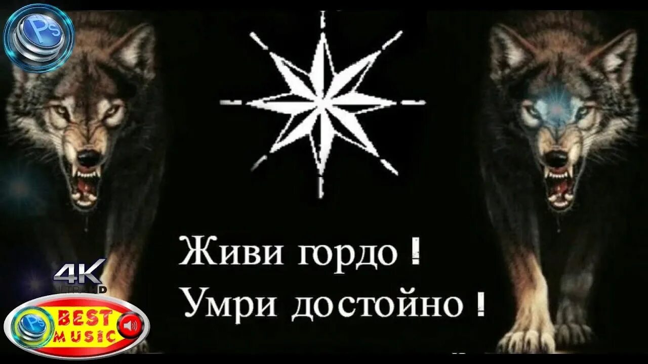 Не жив не мертв 1. Воровской волк. Волк с воровскими звездами. Блатной волк.