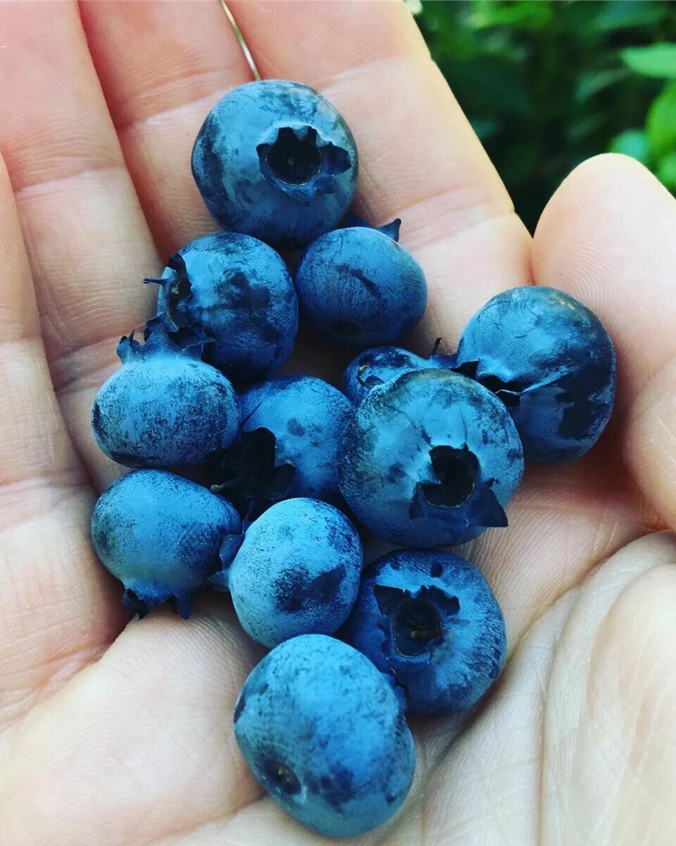Myrtillier Blue Crop - Vaccinum corymbosum Blueberry plant, Blueberry, Highbush 