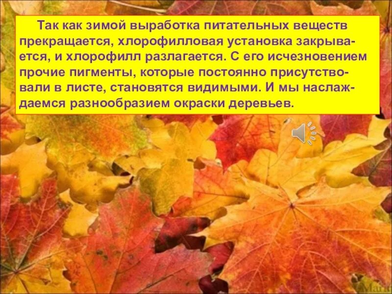 Отчего изменяется окраска листьев. Изменение окраски листьев осенью. Причины изменения окраски листьев осенью. Листья меняют цвет. Изменение окраски листьев растений.