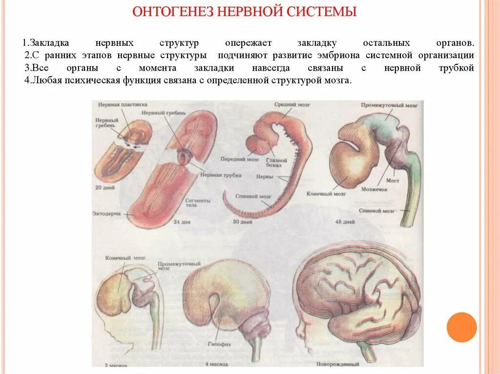 Онтогенез тест с ответами. Онтогенез нервной системы. Развитие нервной системы человека. Возрастные особенности нервной системы детей. Возрастные особенности головного мозга.