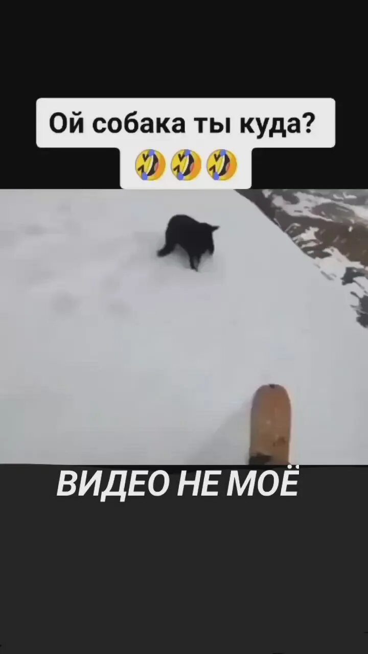 Ой ты собака. Собака возмущака. Пес и кес. , филд д. Ой, собака!.