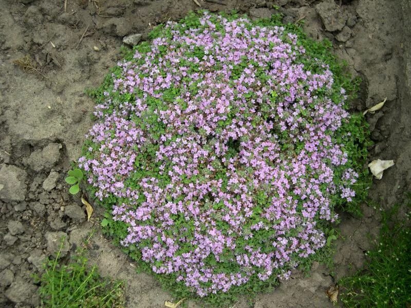 Кресс ползучий тимьян. Тимьян ползучий радужный. Тимьян splendens. Тимьян ползучий посадка. Чабрец ползучий семена.