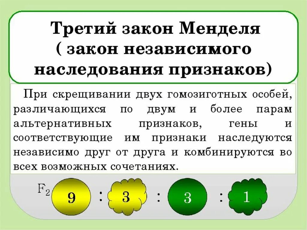 1. Закон независимого наследования признаков.. Дигибридное скрещивание 3 закон. 3 Закон Менделя дигибридное скрещивание. Независимое наследование признаков 3 закон Менделя.