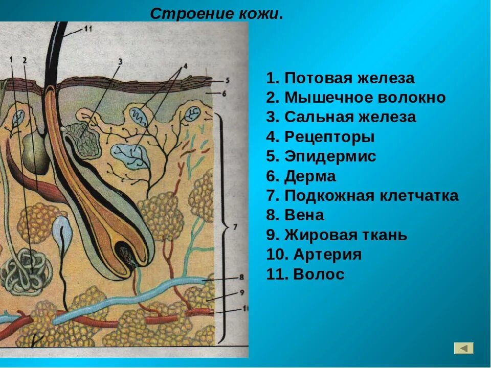 Строение кожи потовая железа. Строение потовой железы. Железы кожи сальные потовые схема. Строение потовых желез человека. Функция железы кожи человека