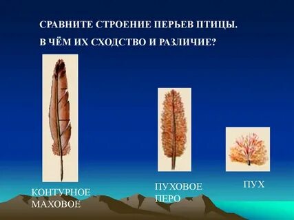Сравните контурное и пуховое перо размеры