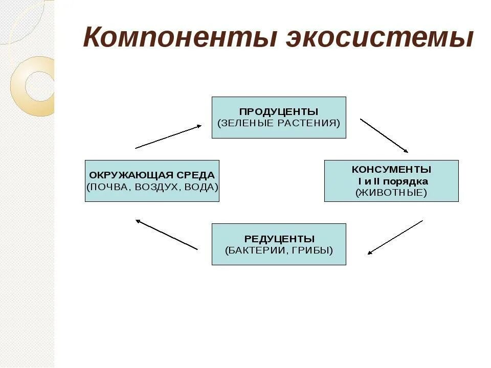 Составить экологическую систему