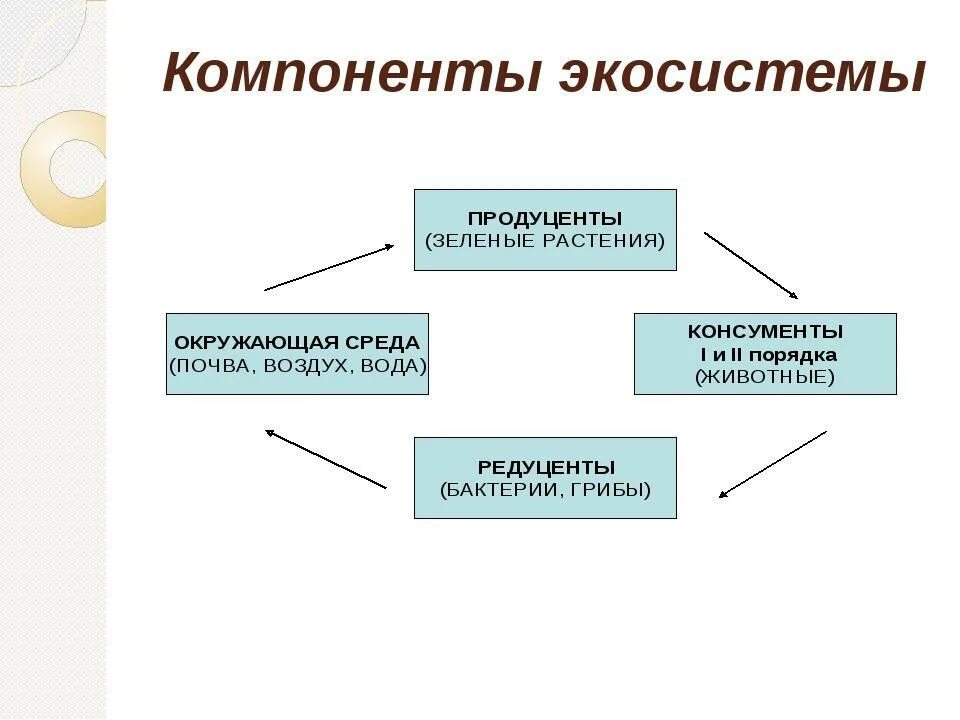 Главный элемент составляющий. Функциональные компоненты экосистемы. Основные структурные компоненты экосистемы. Составляющие компоненты экосистемы. Схема состава компонентов экосистемы.