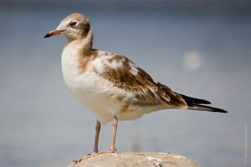 чайка обыкновенная озерная. белая птица похожая на чайку. озерная чайка коричневая. птицы похожие на чаек. птицы похожие на чаек.