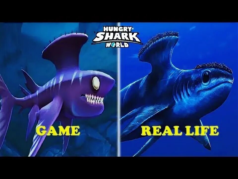 Sharkhack