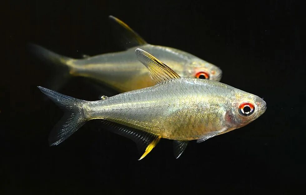 золотая рыбка шубункин. пецилии аквариумные рыбки. рыбка прямой. рыба гурами аквариумная. рыбка прямой.