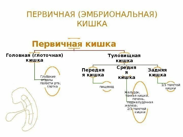 Формирование первичной кишки. Первичная кишка зародыша. Первичная кишка зародыша. Первичная кишка зародыша. Дорсальная брыжейка эмбриона.