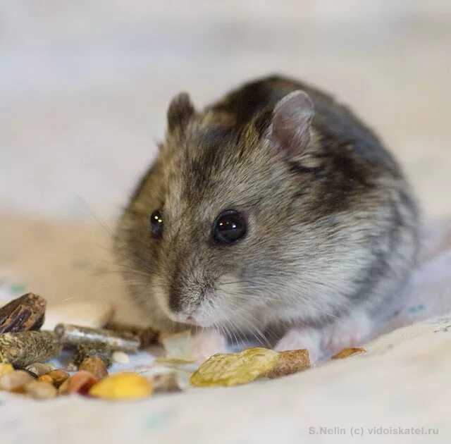 хомяк домашний. хомяки хомяковые. Mesocricetus auratus. сенегальский хомяк. хомяки хомяковые.