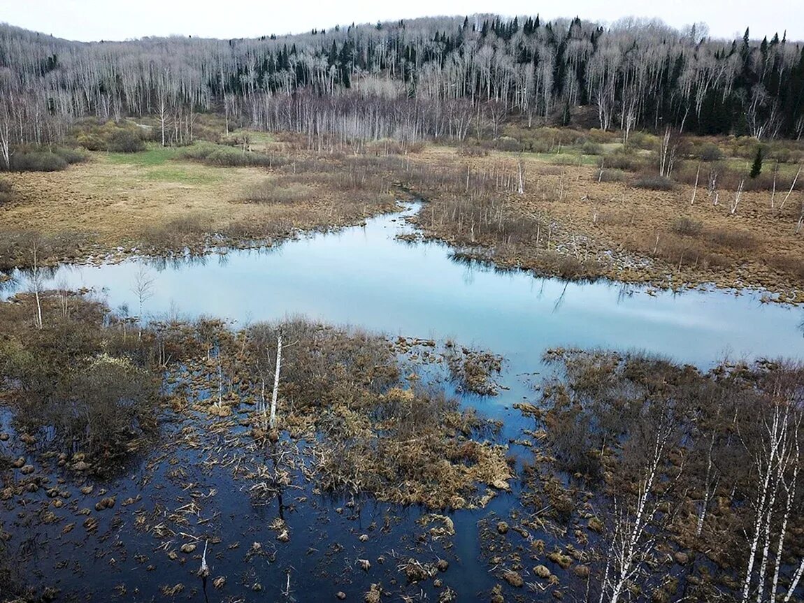 Мшинское болото ленинградская область. День водно-болотных угодий. Водно-болотные угодья дельты кубани. Водно болотное угодье в бурятии. Мшинское болото ленинградская область.