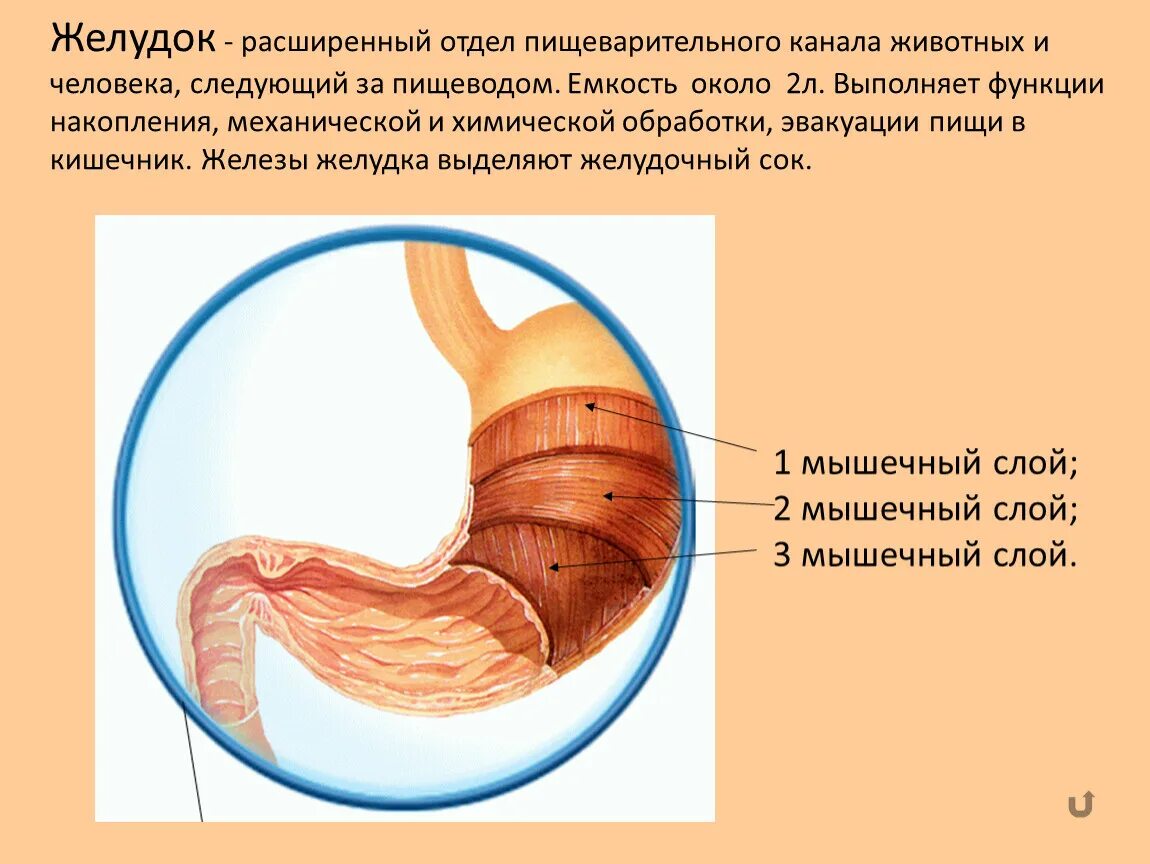 Отделы пищеварительного канала. Желудок строение и функции.