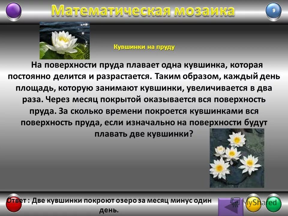 каждый день кувшинки увеличиваются в два раза. водяная кувшинка. задача с кувшинками и озером. каждый день кувшинки увеличиваются в два раза. нимфея аквариумная кубышка.