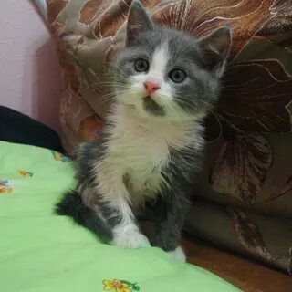 Авито брянск котята в добрые руки