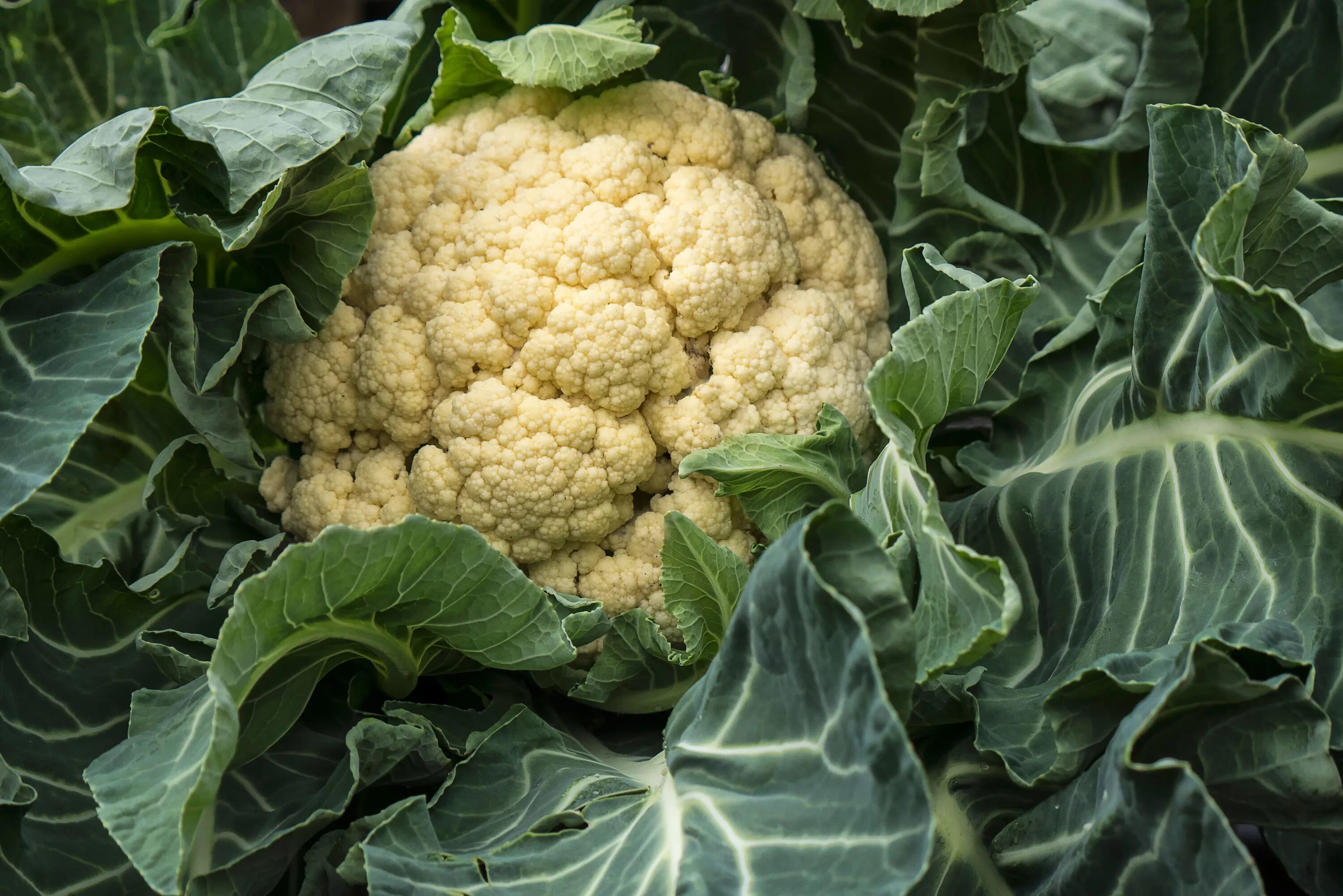 Можно ли сажать цветную капусту. Цветной капусты (Brassica cauliflora).. Цветная капуста в огороде. Капуста на грядке. Саженцы цветной капусты.