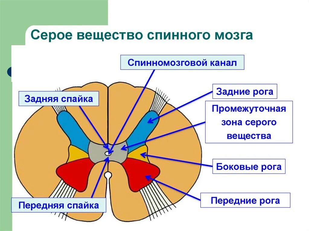 Задний рог серого вещества спинного мозга. Строение серого вещества спинного мозга анатомия. Строение серого вещества в спинном мозге. Промежуточная зона спинного мозга. Передняя спайка спинного мозга анатомия.