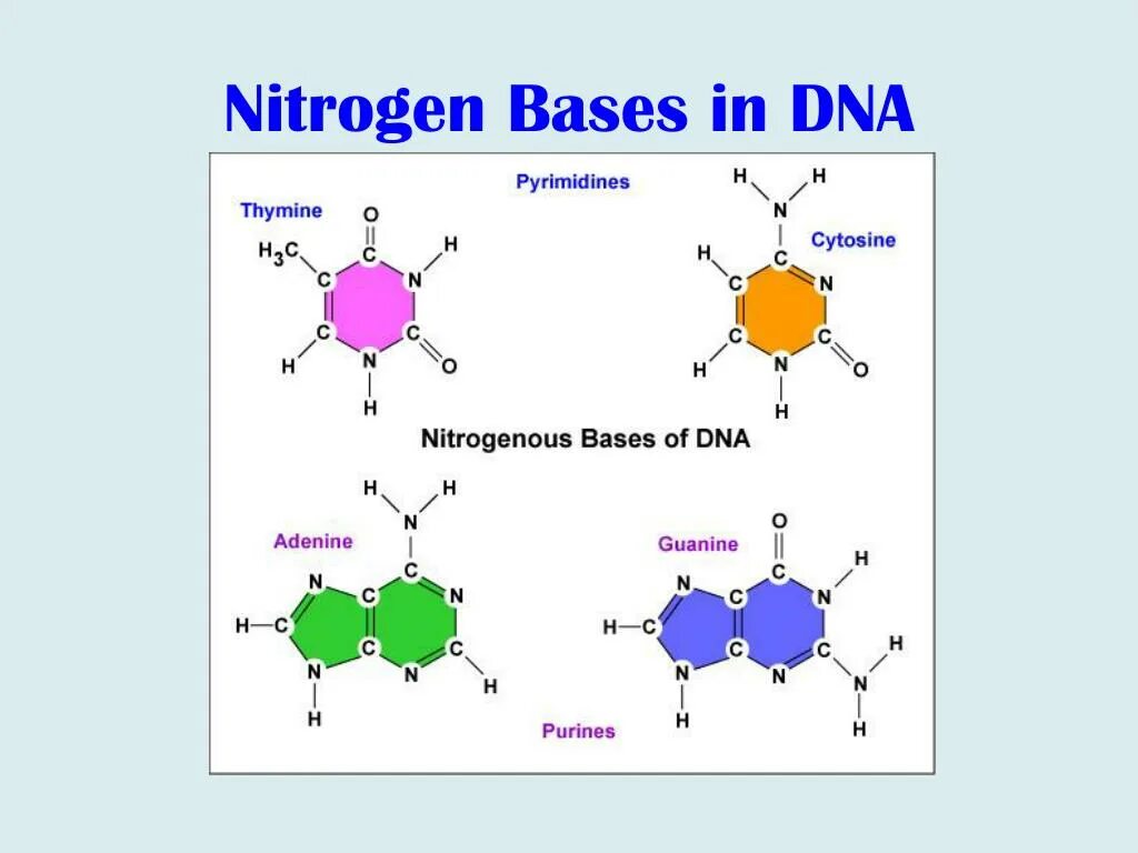 Замена аденина на тимин изменение плоидности клетки. Nitrogenous Base. Аденин Тимин таблица. Nitrogenous Bases DNA. Цитозин элемент.