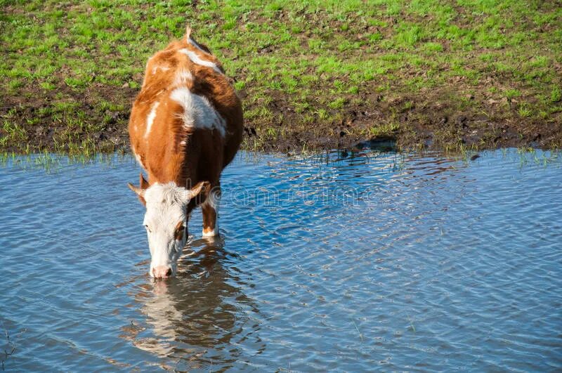 Телята пьют воду. Животные пьют воду. Корова пьет воду. Коровы возле воды. Корова в озере.