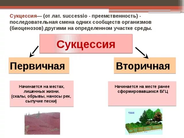 Укажите причины изменения естественного. Развитие экосистем: сукцессии, этапы сукцессии.. Сукцессии первичные и вторичные таблица. Экологическая сукцессия первичная и вторичная. Первичная сукцессия и вторичная сукцессия.