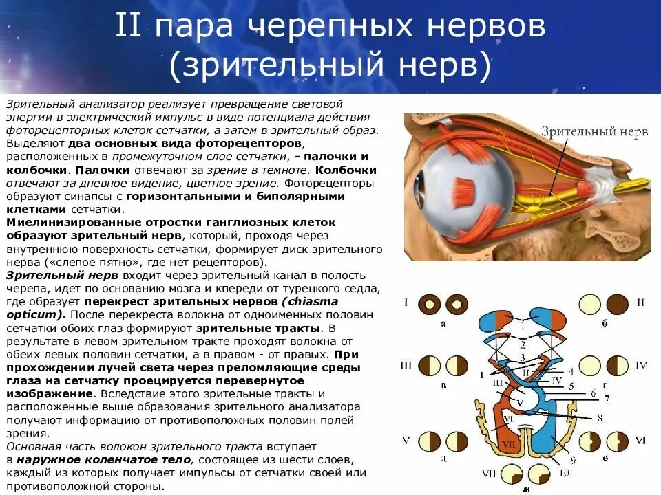 2 Пара ЧМН зрительный нерв. Зрительный нерв 2 пара черепных нервов. Зрительный нерв (n. Opticus) – II пара. Зрительный нерв ЧМН.