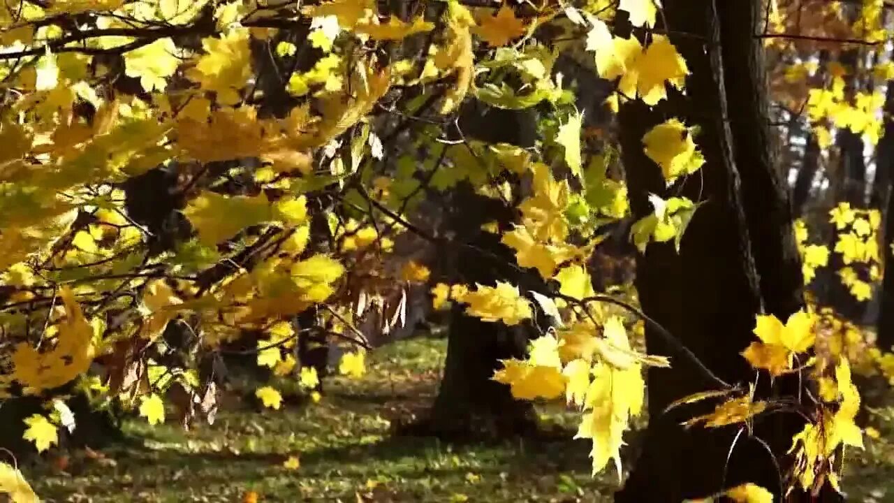 Листья жёлтые над городом кружатся. Листья жёлтые Анне Вески. Паулс листья желтые. Осень землю осыпает всю листвой. Листья желтые кружатся оригинал