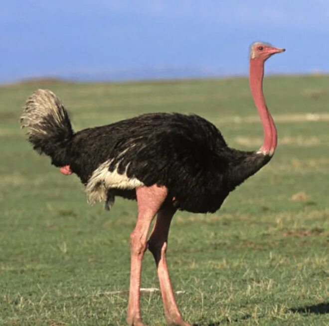 Страус эму нанду казуар. Страус нанду Южной Америки. Африканский страус ареал обитания. Бескилевые птицы. Самый крупный страус