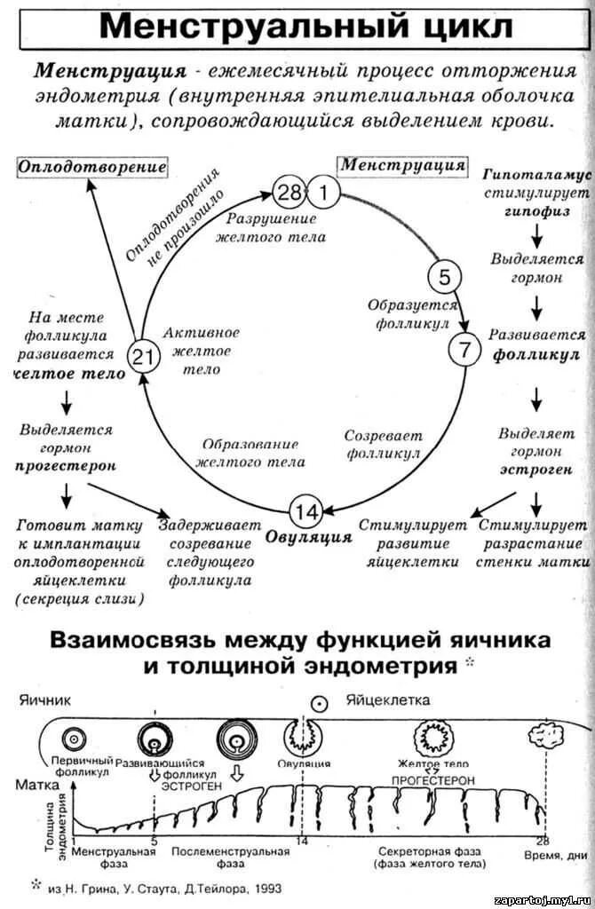 Почему уменьшается цикл. Фазы менструального цикла схема. Нормальный менструальный цикл схема. Цикл месячных фазы цикла. Менструальный цикл гормоны схема.