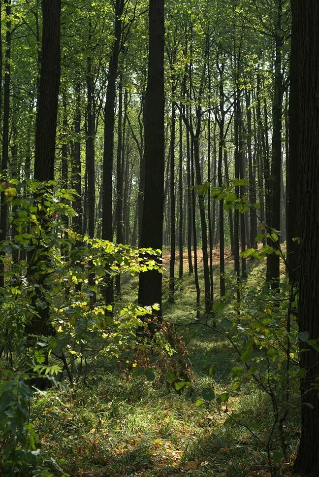 липовая роща 6. улица липовой рощи жк спутник.