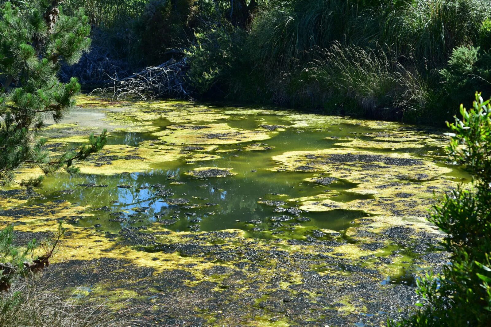 Водоросли на поверхности пруда. Водоросли в болоте. Поверхность воды пруд. Голубые водоросли на поверхности пруда.