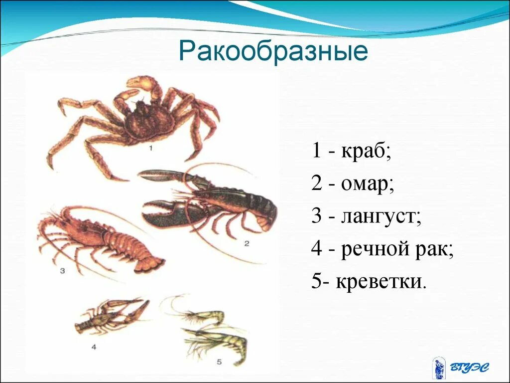 Ракообразные перечислить. Ракообразные представители список 3 класс. Ракообразные представители. Видовое многообразие ракообразных. Класс ракообразные.