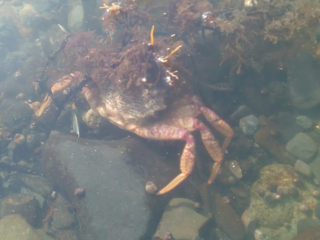 Охотское море живность. Рыба собака охотское море. Тюлень охотское море. Камчатский краб охотское море. Серый кит обитает в охотском море.