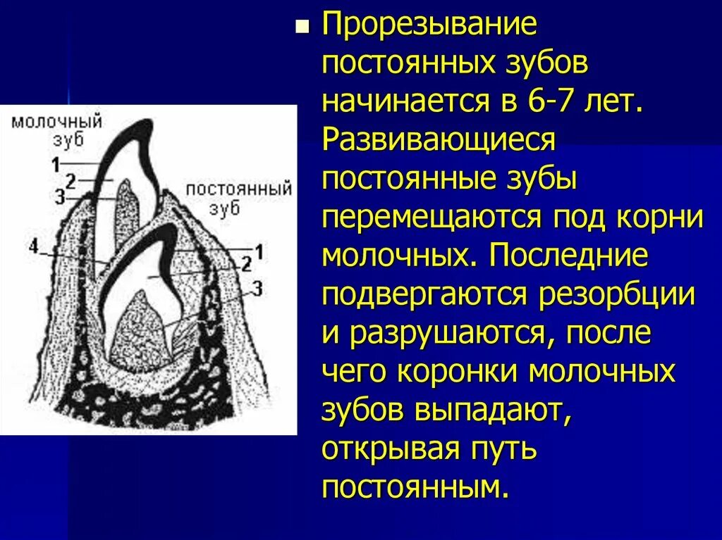 Прорезывание молочных зубов гистология. Прорезывание постоянного зуба. Гистология постоянных зубов и молочных. Прорезывание постоянных зубов начинается в. Развитие зубов у человека