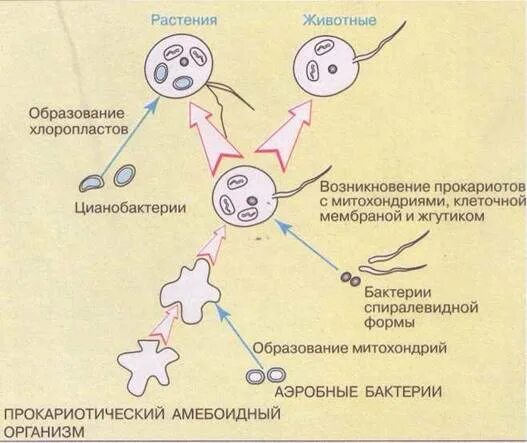 Эволюция первых клеток. Симбиогенез схема. Схема образования эукариот путем симбиогенеза. Теории возникновения эукариотической клеточной. Теории симбиогенеза эукариот.