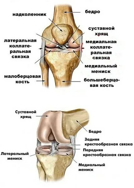 Задняя крестообразная связка коленного сустава анатомия. Схема костей коленного сустава. Коленный сустав анатомия схема. Сесамовидная кость коленного сустава.