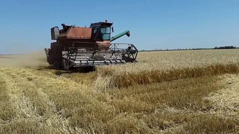 Комбайны скашивают обмолачивают пшеницу