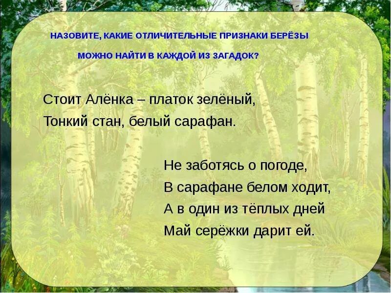 Загадка стоит алена платок. Признаки березы. Основные признаки березы. Стоит алёнка платок зелёный тонкий стан белый сарафан. Вспомогательные признаки берёзы.