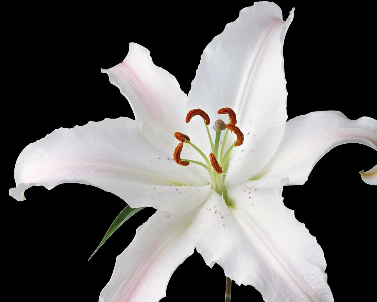Lily picture