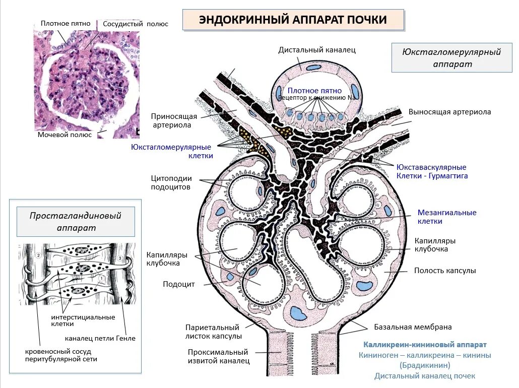 Юкстагломерулярный аппарат гистология. Гистологическое строение строение почки. Строение нефрона почки гистология. Юкстагломерулярный аппарат почек гистология. Интерстиций почки