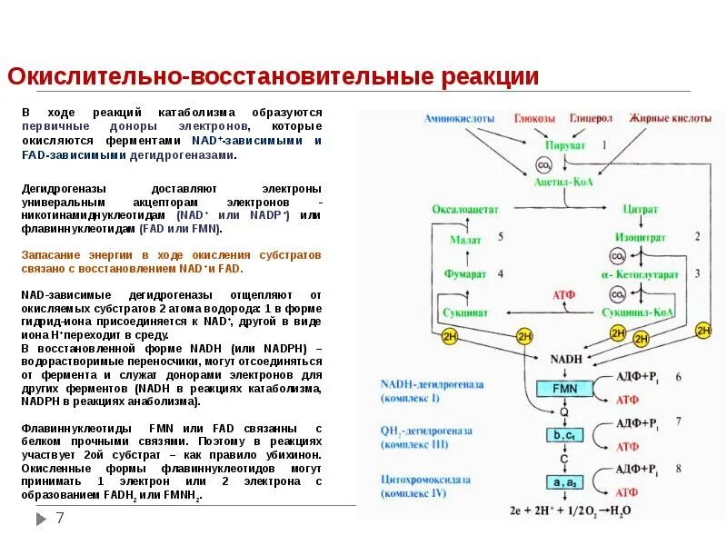 Участвуют в реакциях окисления. Реакции субстратного окисления. Процесс катаболизма реакции. Реакции окисления и восстановления. Реакция окисления катаболизма.