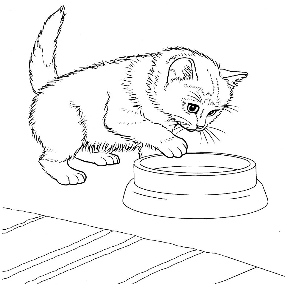 Раскраска кот. Котенок. Раскраска. Раскраска кошечка. Картинки для раскрашивания котята