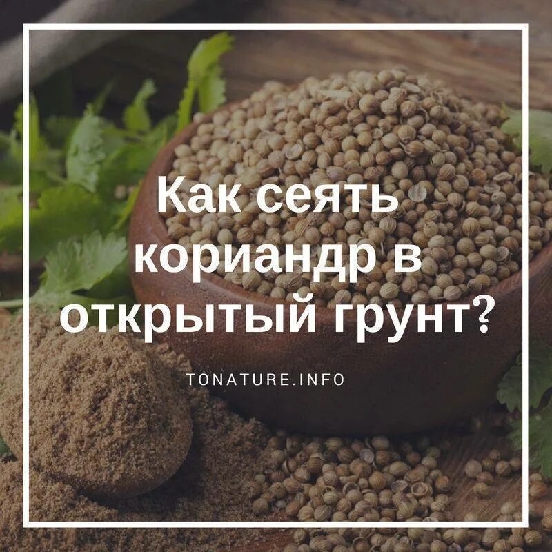 Кориандр семена для посадки. Кориандр семена как сажать. Как посадить кинзу в открытый грунт. Посадить семена кинзы в открытый грунт.