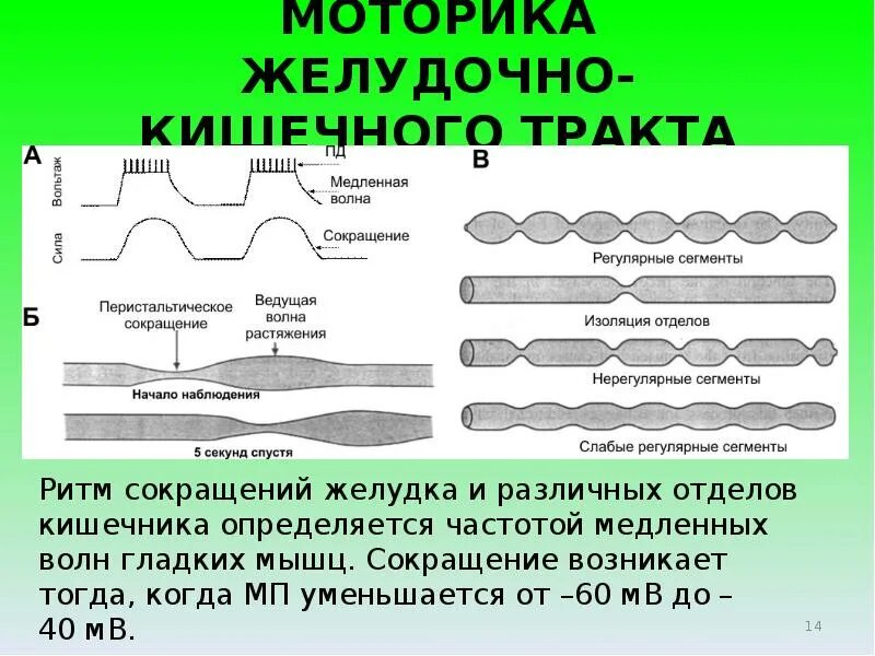 Желудочная моторика. Моторика желудочно-кишечного тракта. Виды моторики ЖКТ. Типы моторики желудка. Схема перистальтики.