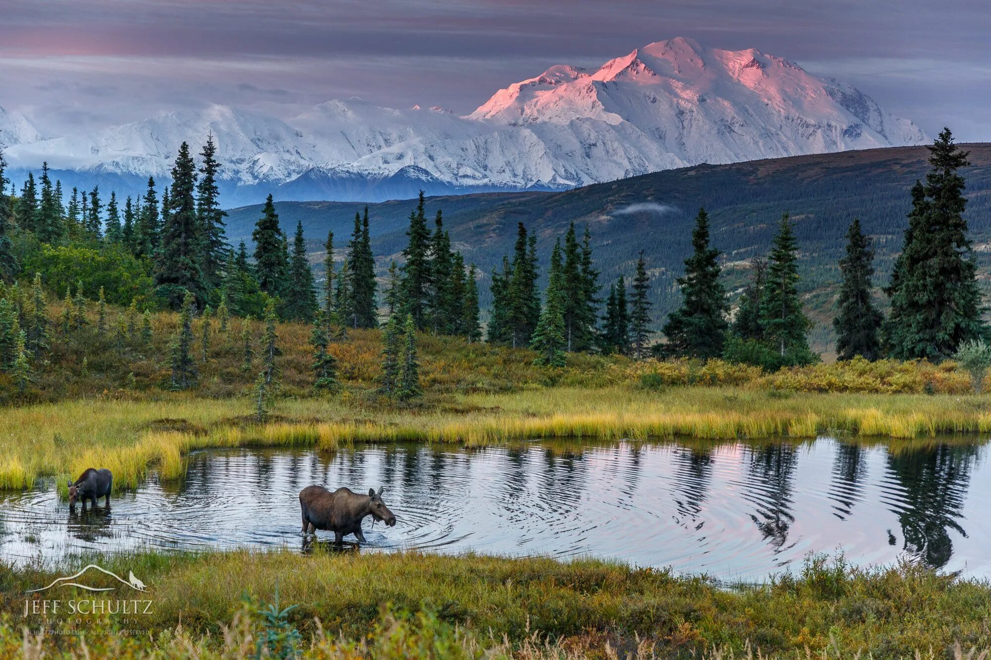 Us wildlife. Национальный парк Денали, штат Аляска. Национальный парк Денали Аляска животные. Национальный парк Денали США. Штат Аляска природа.