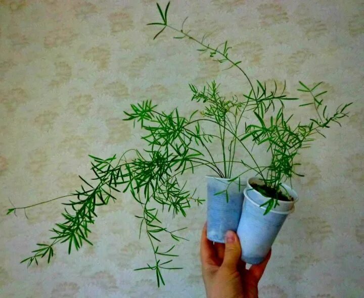 Аспарагус комнатный размножение. Аспарагус комнатный размножение. Аспарагус перистый размножение. Аспарагус шпренгера корни. Аспарагус серповидный черенки.