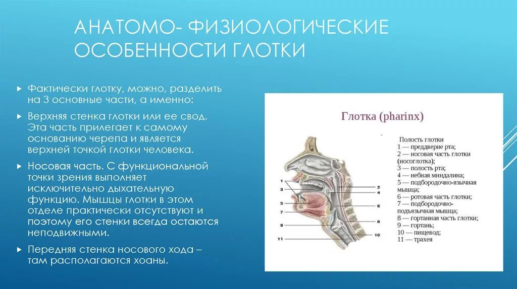 Анатомия физиология глотки заболевания. Строение полости гортани. Глотка строение и функции. Глотка строение анатомия.